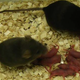 A pair of mice produced without the benefit of an egg cell, along with their offspring. (Image: Toru Suzuki et al., 2016/Nature Communications)